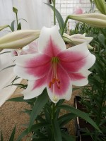 [4107 Triumphator No102.JPG]